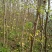 银杏实生树1米以下2~4cm1.5~2米
