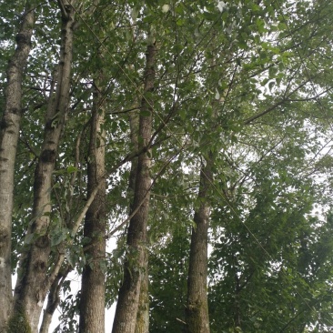 丝绵木261~300cm