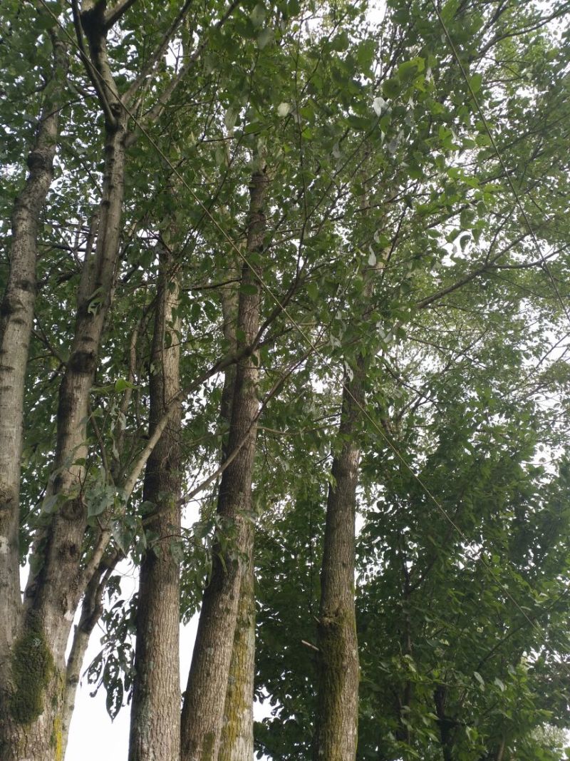 丝绵木261~300cm