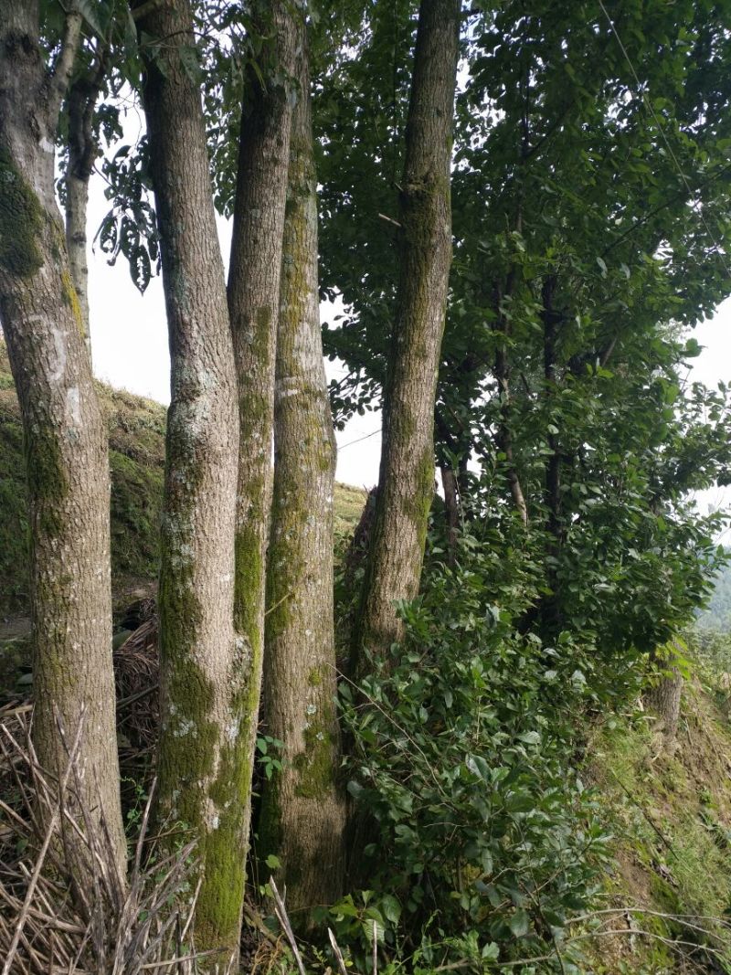 丝绵木261~300cm