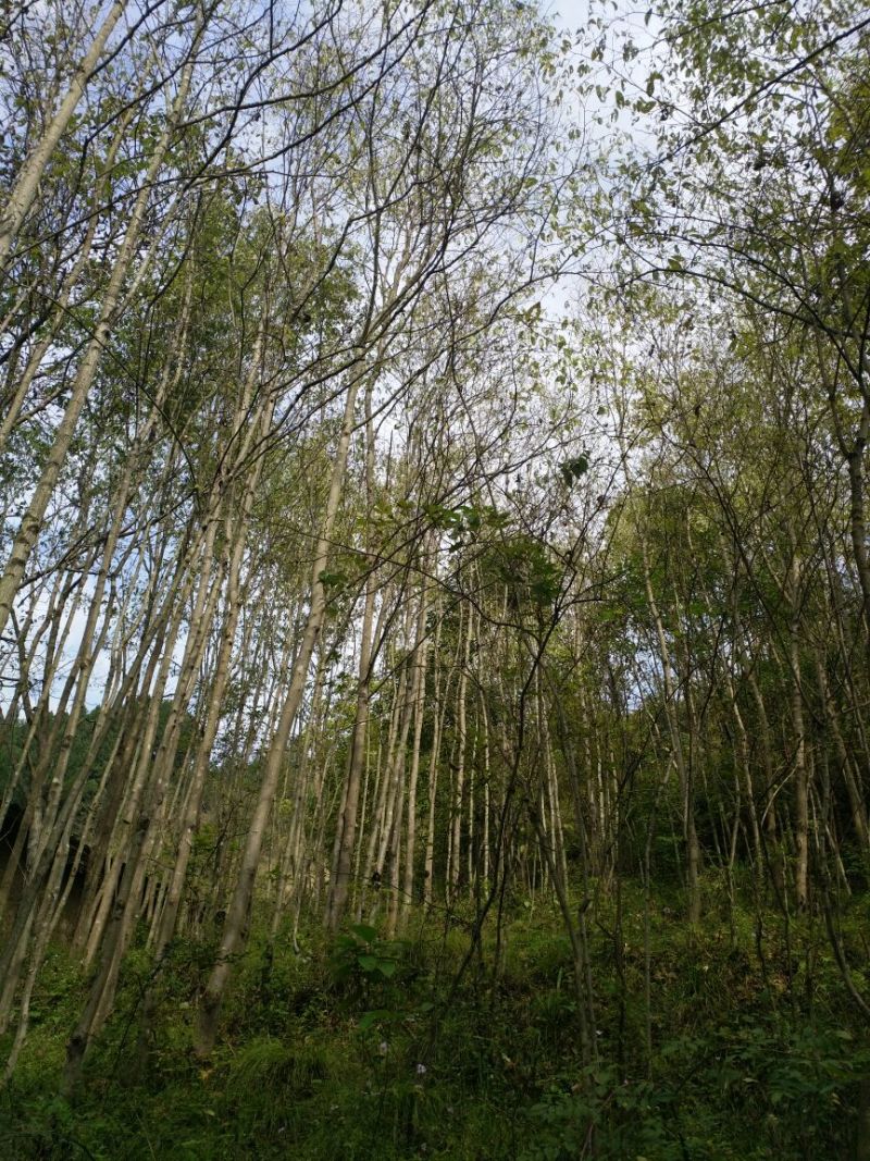 丝绵木261~300cm