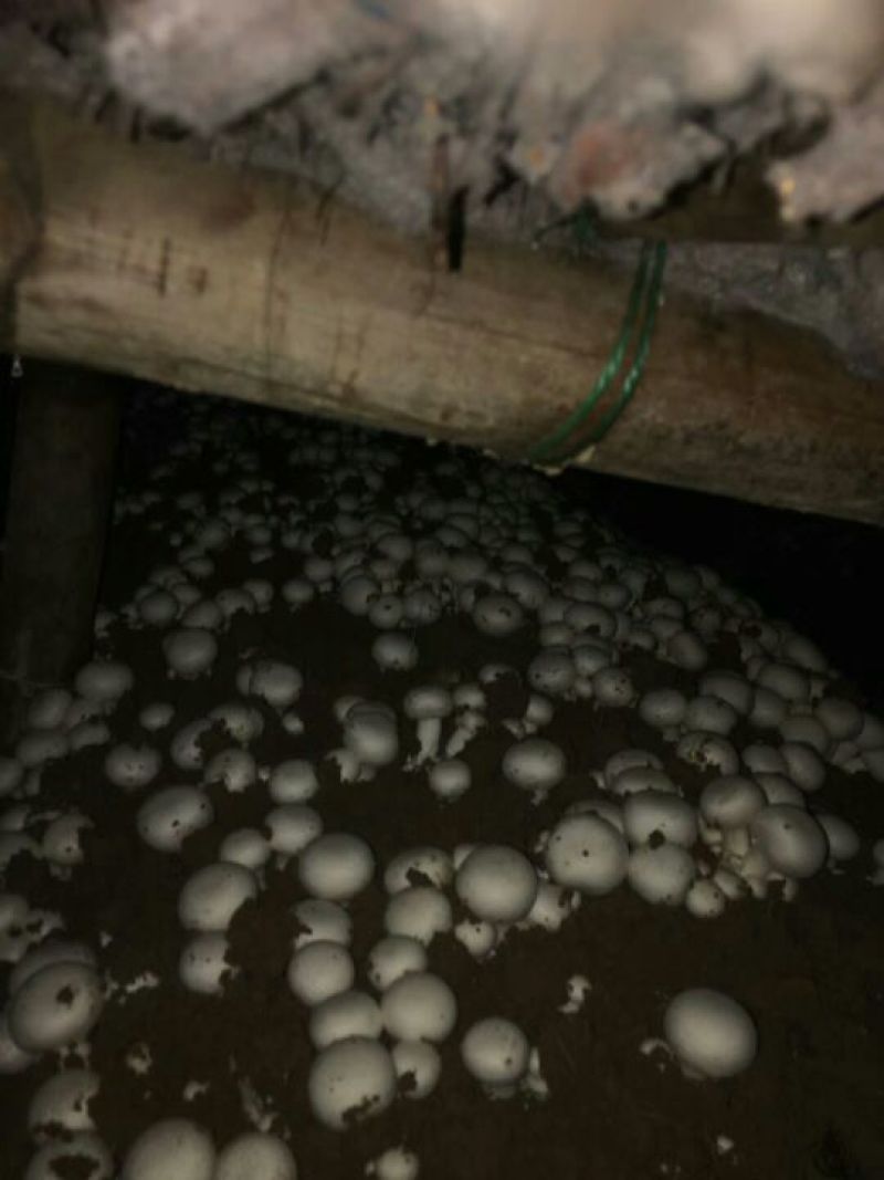 口菇特级3cm