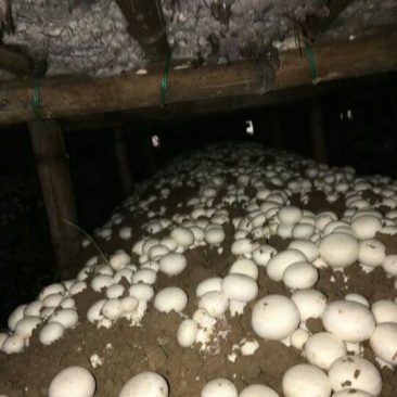 口菇特级3cm