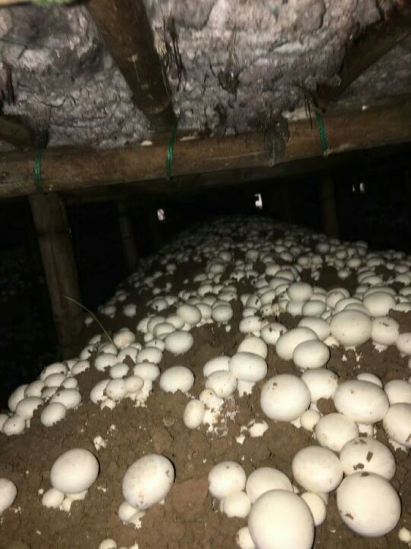 口菇特级3cm
