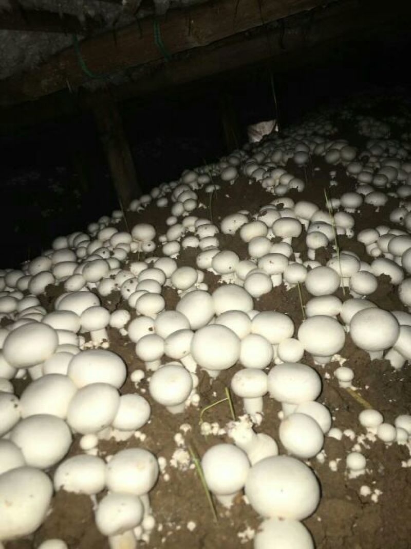 口菇特级3cm