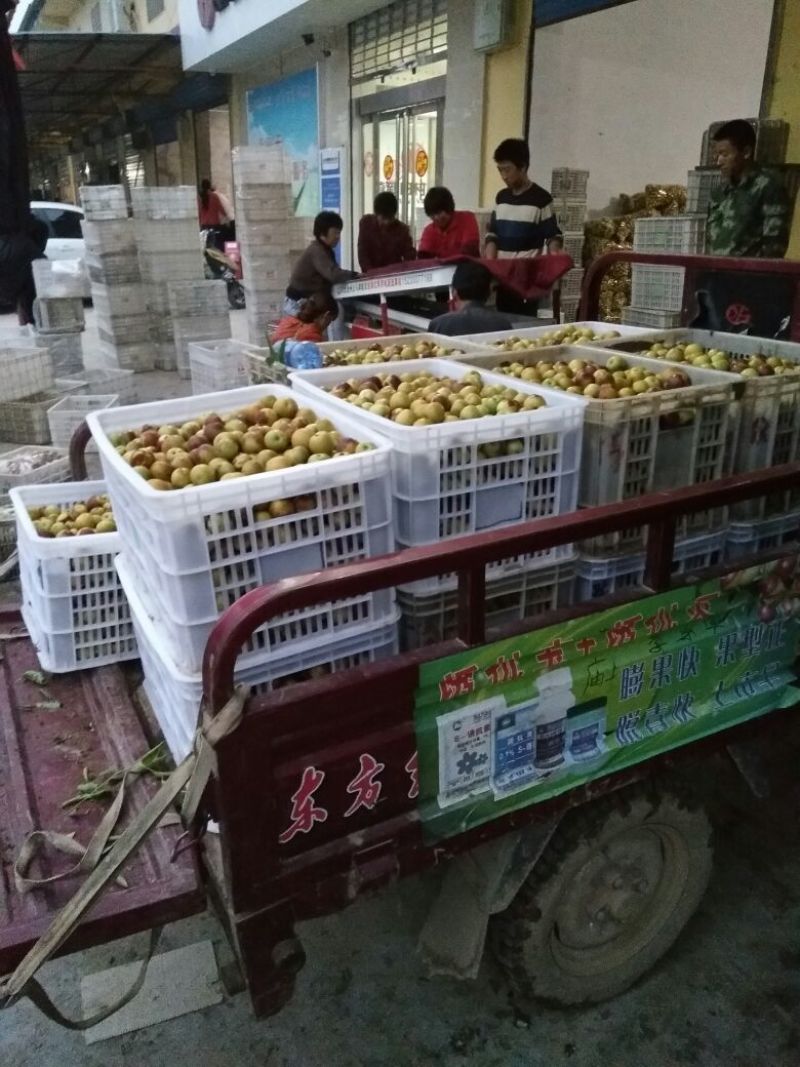 电商货一件代发大棚鲜枣对接商超，批发档口，诚信代办