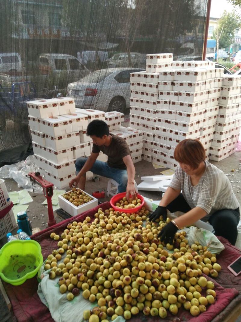 电商货一件代发大棚鲜枣对接商超，批发档口，诚信代办