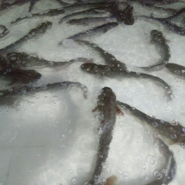 大口鲶食用
