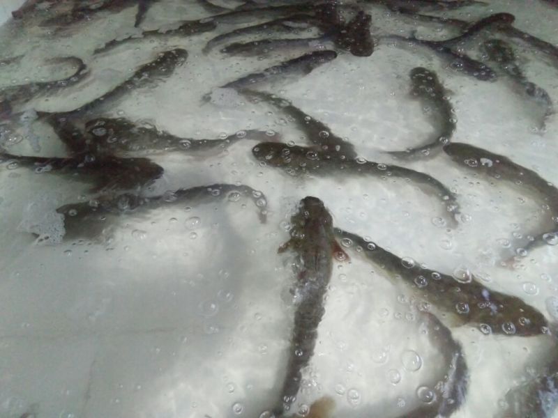 大口鲶食用