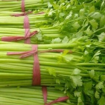 中棵，大棵西芹芹菜70cm以上大量上市