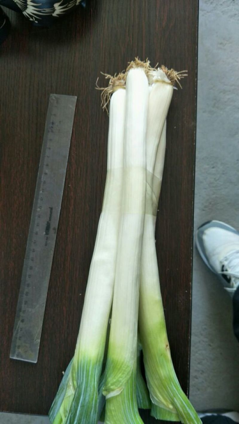 大葱铁杆大葱白长30cm