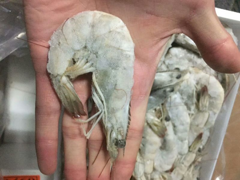 基围虾青岛大虾大虾，肉质鲜嫩爽滑现货秒发