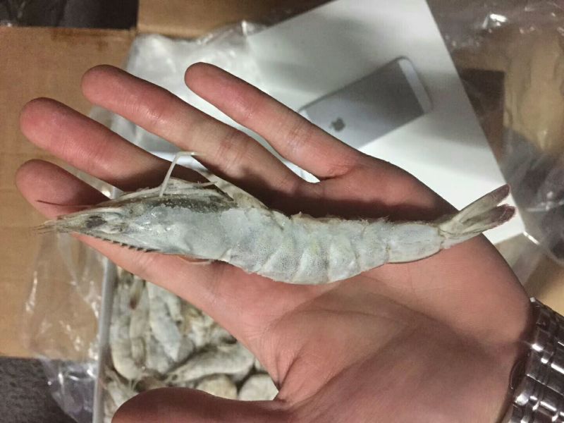 基围虾青岛大虾大虾，肉质鲜嫩爽滑现货秒发