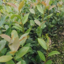 湘林油茶苗/实生苗/直生苗/整车发货/全国供应批发