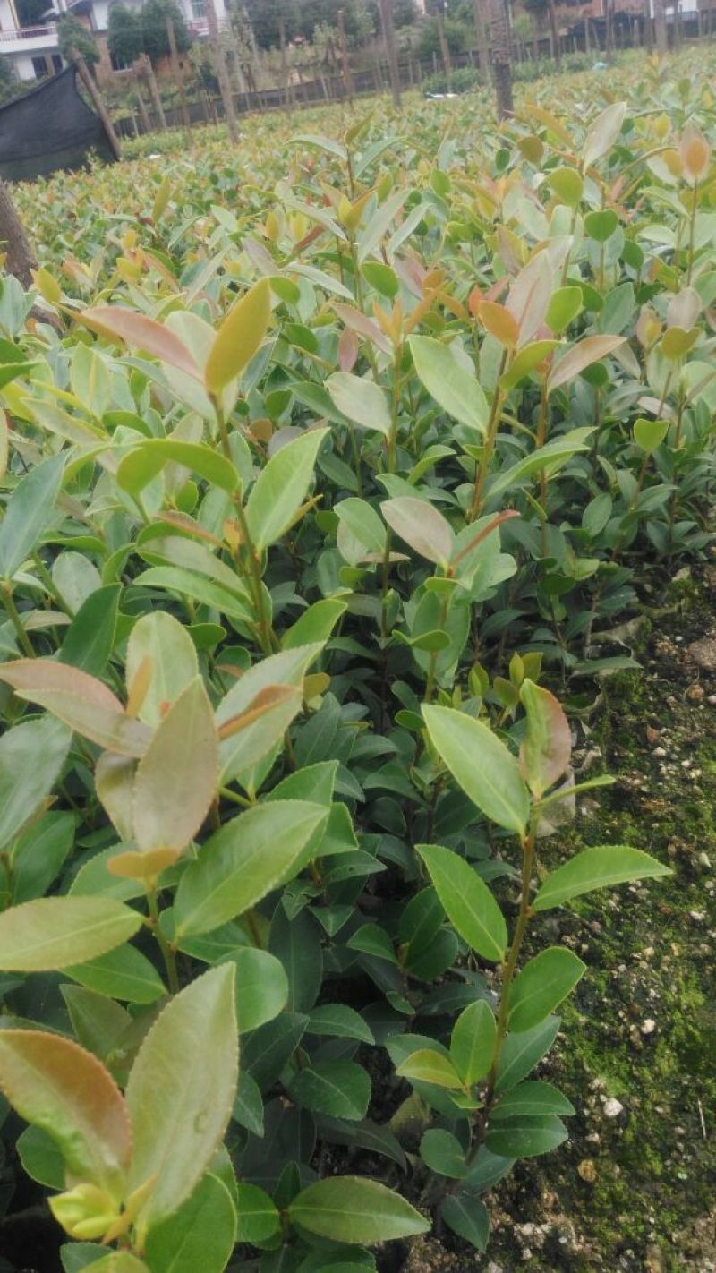 湘林油茶苗/实生苗/直生苗/整车发货/全国供应批发