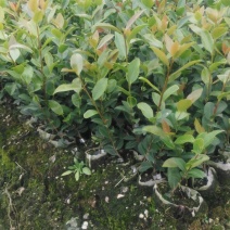 湘林油茶苗25cm以上2年苗/小杯苗/茶油苗/全国发货