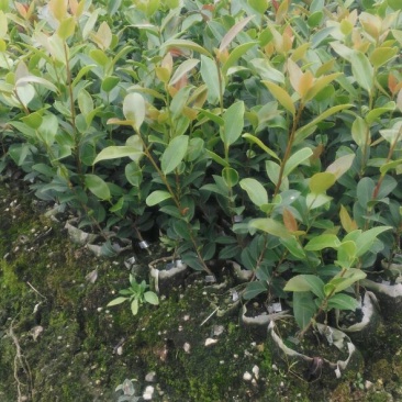 湘林油茶苗25cm以上2年苗/小杯苗/茶油苗/全国发货