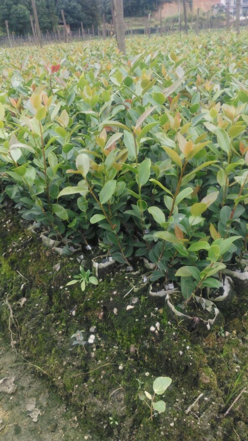 湘林油茶苗25cm以上2年苗/小杯苗/茶油苗/全国发货