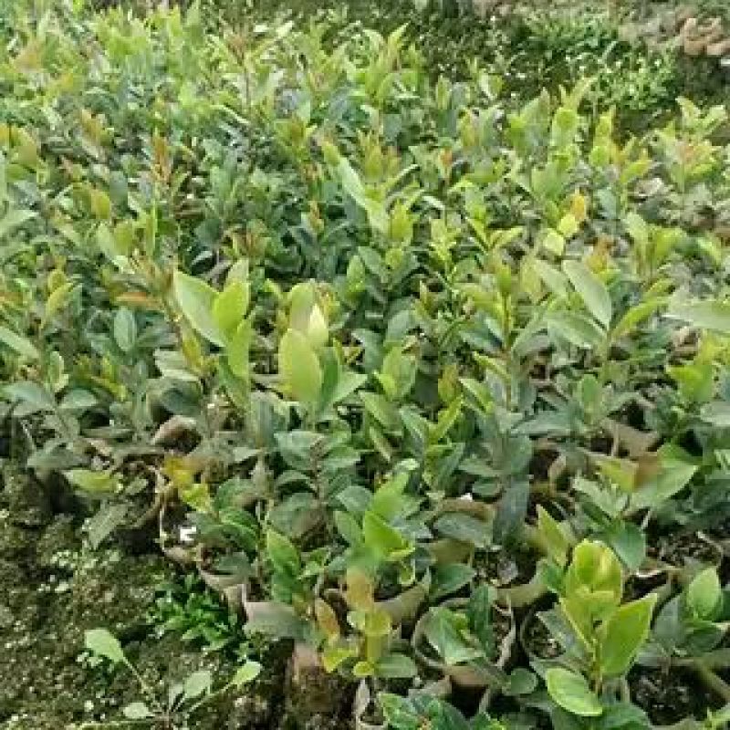 湘林油茶苗25cm以上2年苗/小杯苗/茶油苗/全国发货
