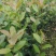 湘林油茶苗25cm以上2年苗/小杯苗/茶油苗/全国发货