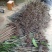 金煌芒树苗1~1.5m