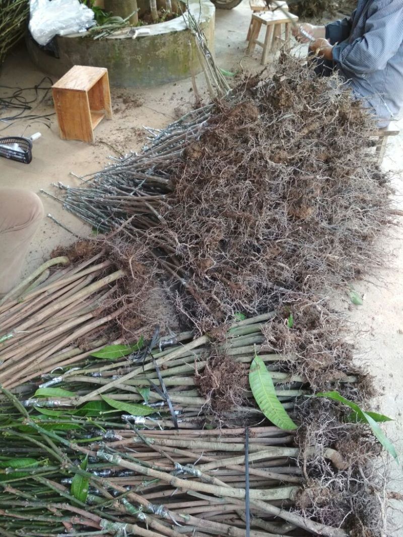 金煌芒树苗1~1.5m