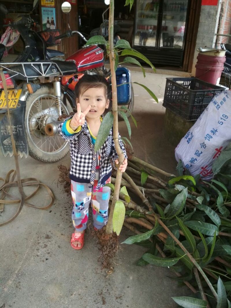 金煌芒树苗1~1.5m