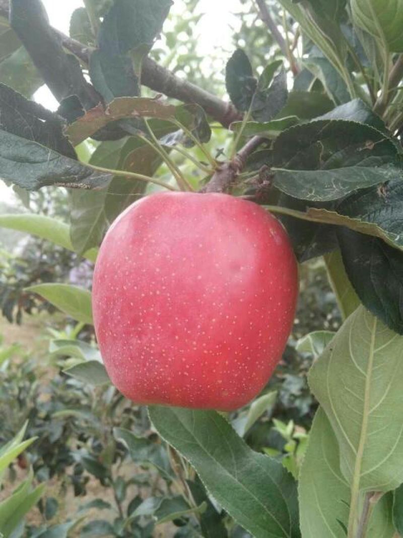鲁丽苹果树苗维纳斯黄金苹果苗秦脆苹果苗
