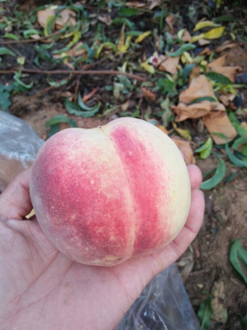 金秋红蜜桃75mm以上，10天后上市