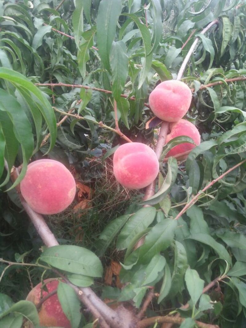 金秋红蜜桃75mm以上，10天后上市