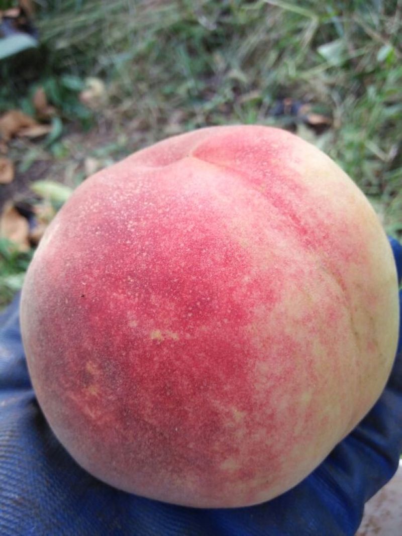 金秋红蜜桃75mm以上，10天后上市
