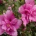 红花木槿树4~6cm4~6cm1.5~2米