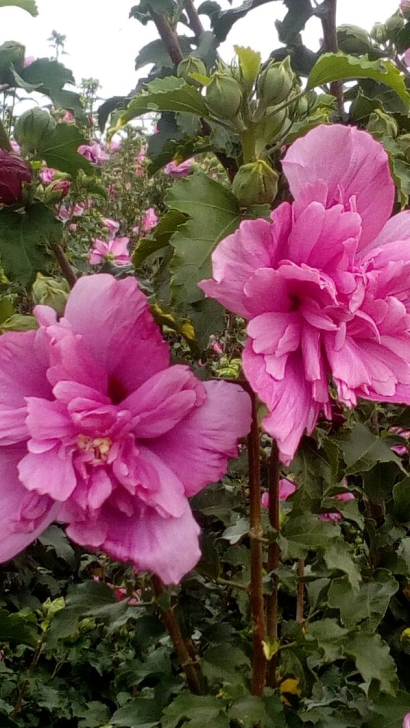 红花木槿树4~6cm4~6cm1.5~2米