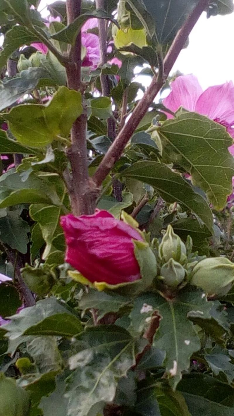 红花木槿树4~6cm4~6cm1.5~2米