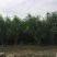 金秋红蜜桃树苗60~70cm
