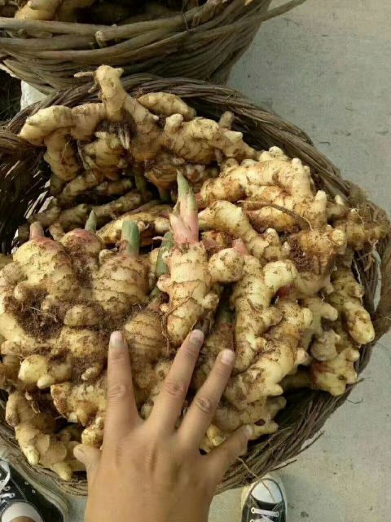 山东子姜，竹姜，老姜鲜姜产地，支持全国发货