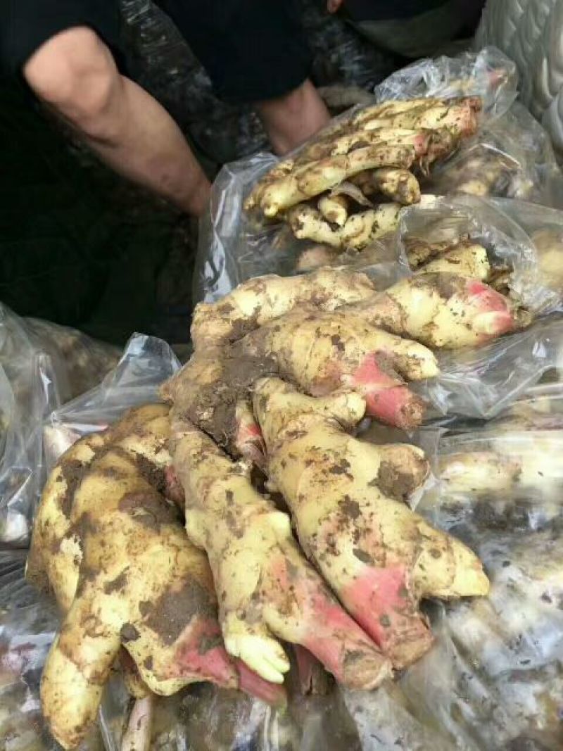 山东子姜，竹姜，老姜鲜姜产地，支持全国发货