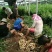 山东子姜,竹姜,老姜鲜姜产地,支持全国发货