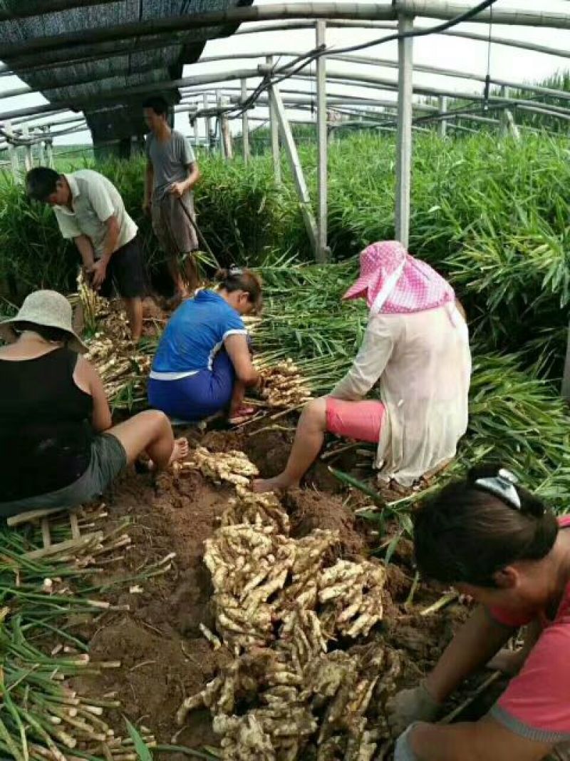 山东子姜，竹姜，老姜鲜姜产地，支持全国发货
