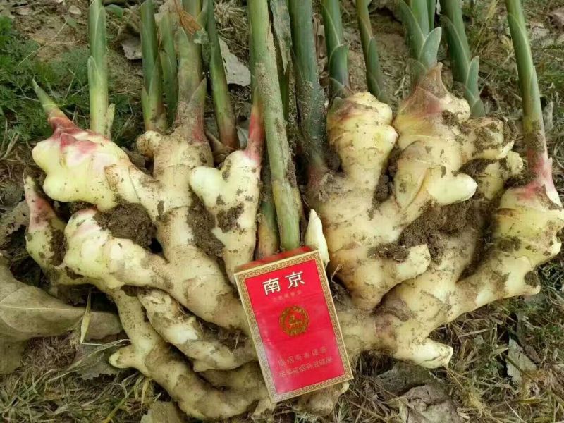 山东子姜，竹姜，老姜鲜姜产地，支持全国发货