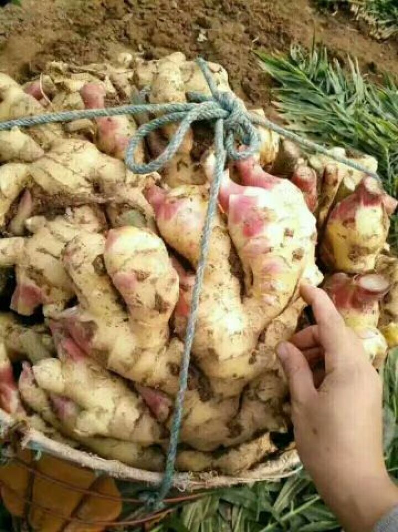 山东子姜，竹姜，老姜鲜姜产地，支持全国发货