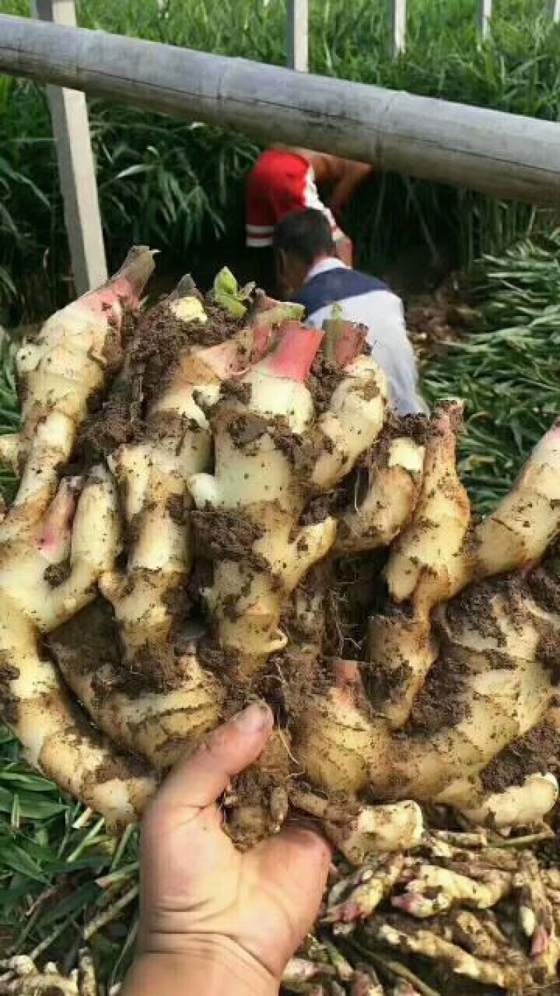 山东子姜，竹姜，老姜鲜姜产地，支持全国发货