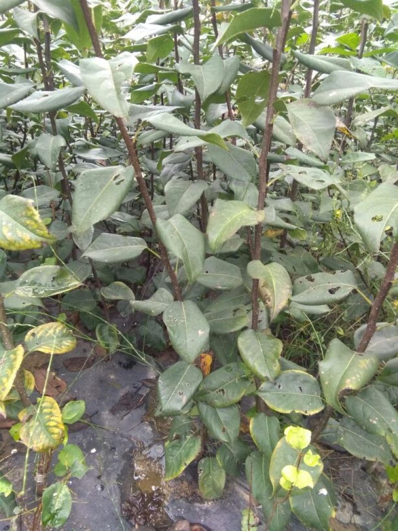翠冠梨树苗0.8cm30~50cm