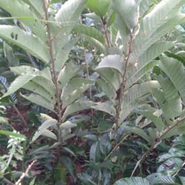板栗苗50~80cm