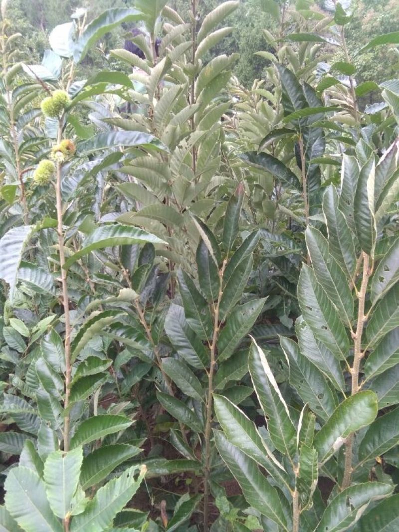 板栗苗50~80cm