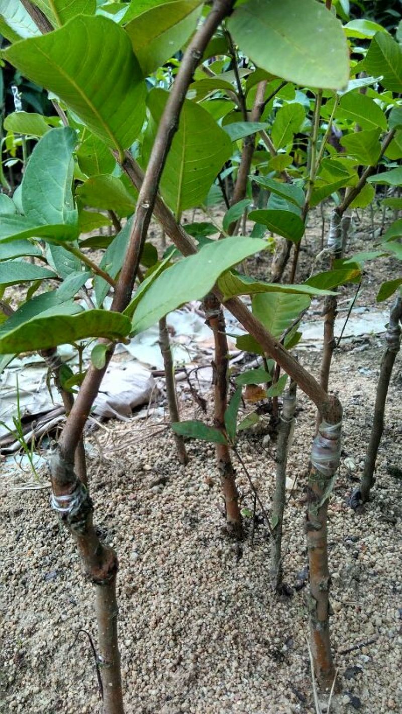 番石榴苗80~100cm