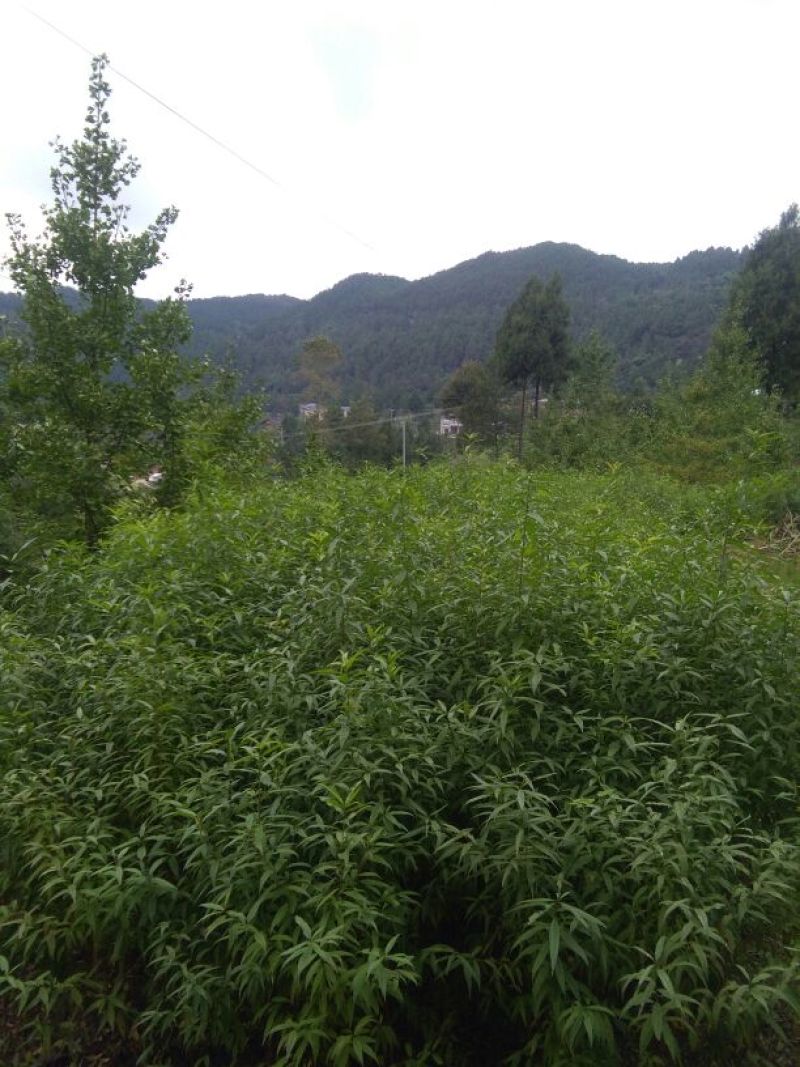 桃树苗40~50cm