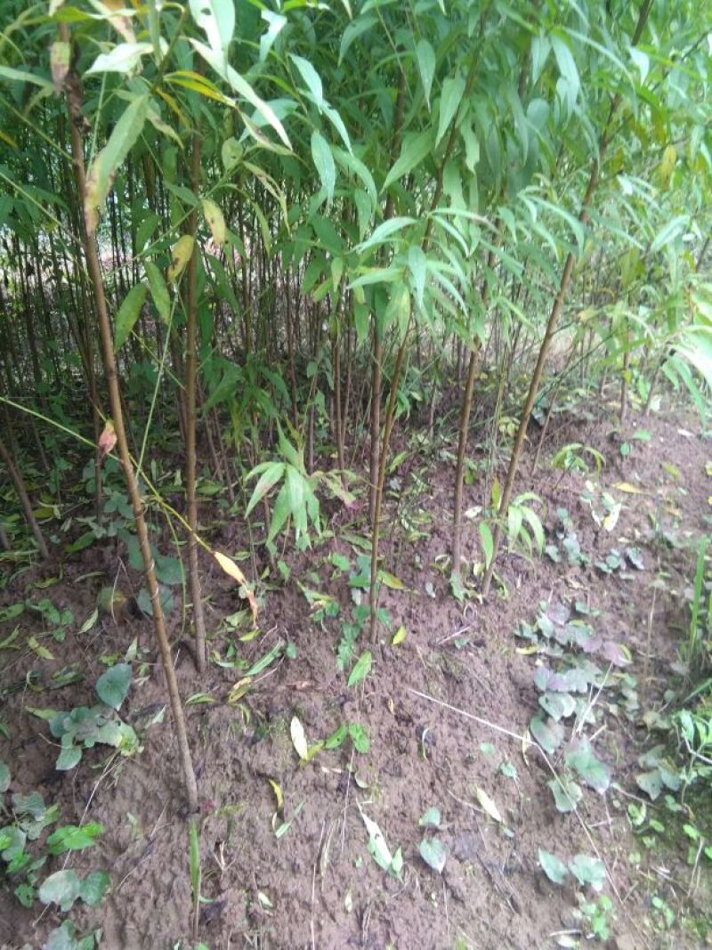桃树苗40~50cm