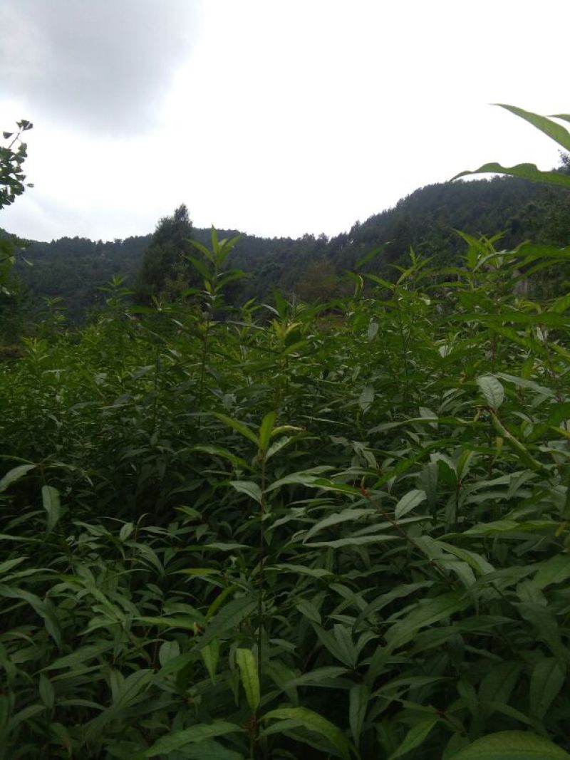 桃树苗40~50cm