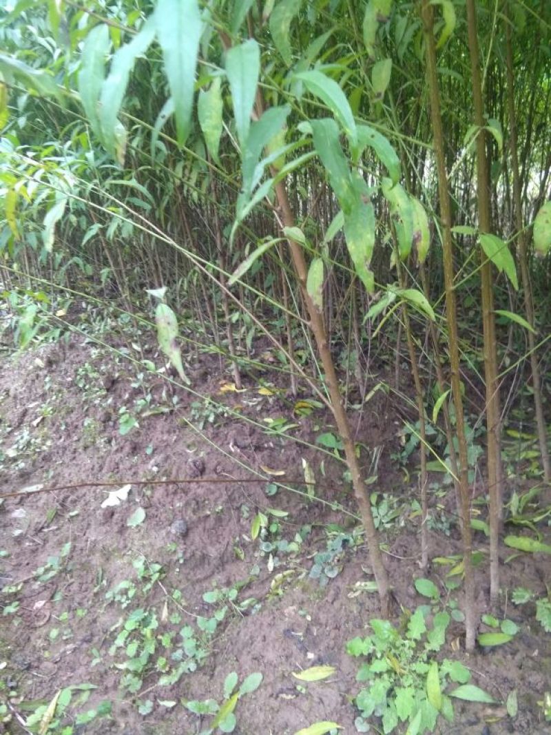 桃树苗40~50cm